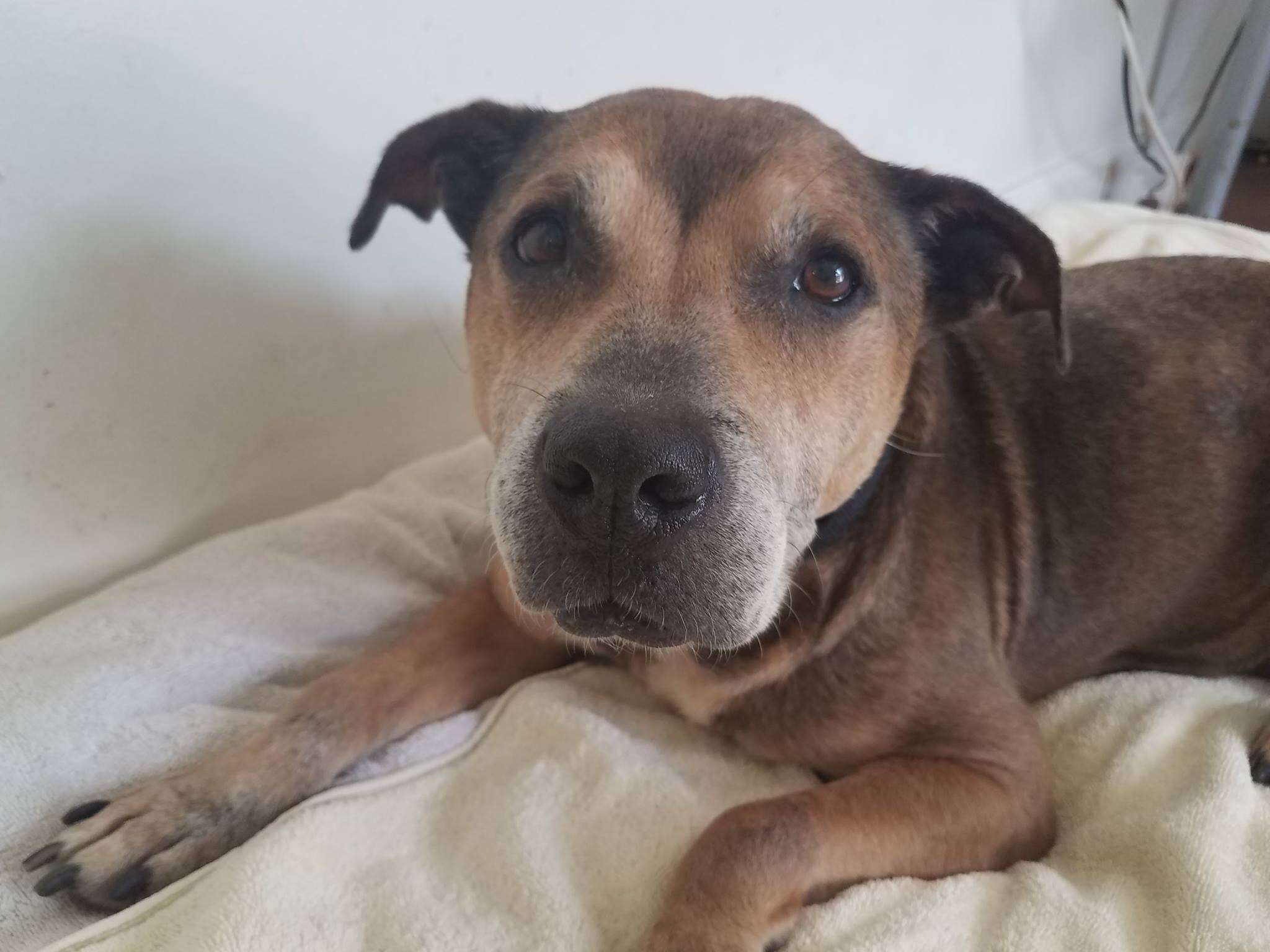 Arthritic senior dog saved from neglect