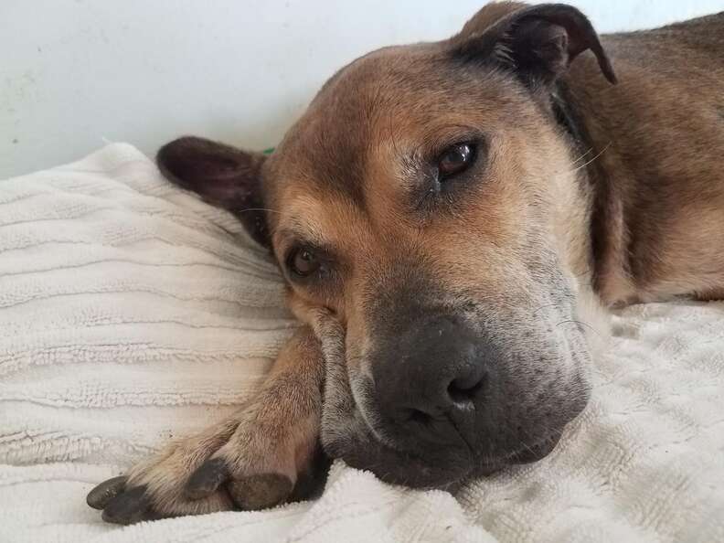 Neglected senior dog gets first bed