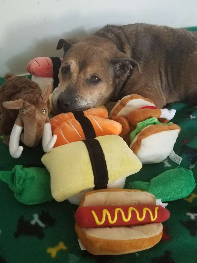 Arthritic senior dog saved from neglect gets first toys
