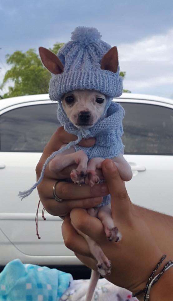 Rescued dog in hat