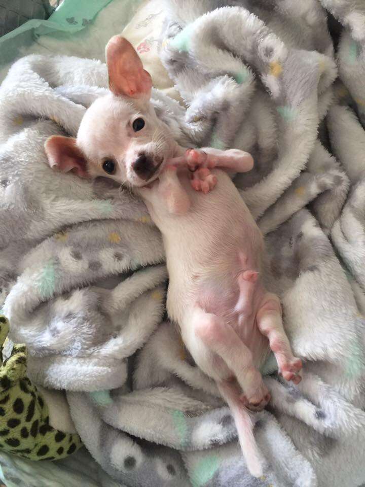 TIny, disabled rescue dog