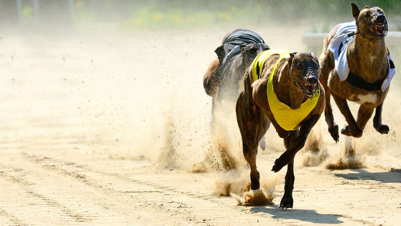 Greyhound racing industry drugs dogs