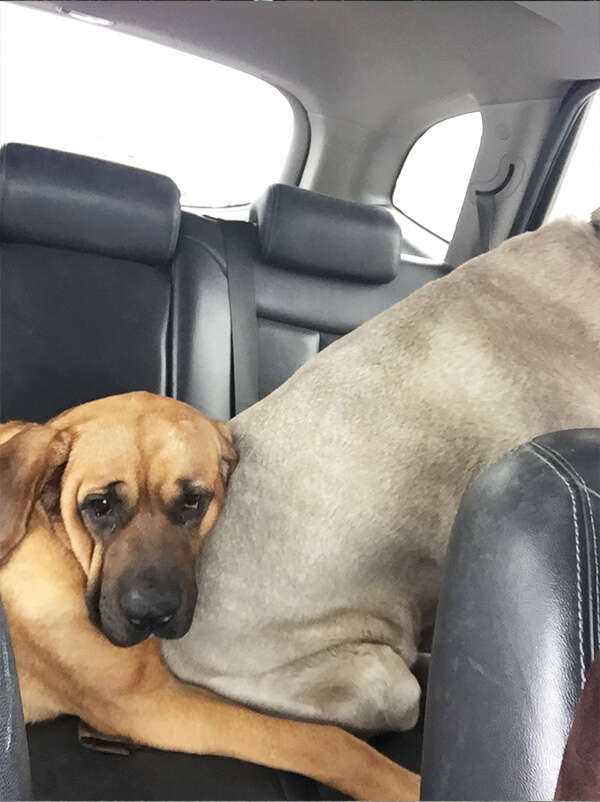 Rescued mastiff dogs in car together