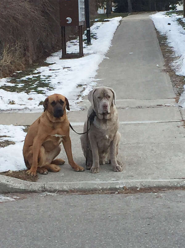 Rescued mastiff dogs walking together
