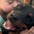 Rottweilers Give Their Little Boy The Biggest Kisses