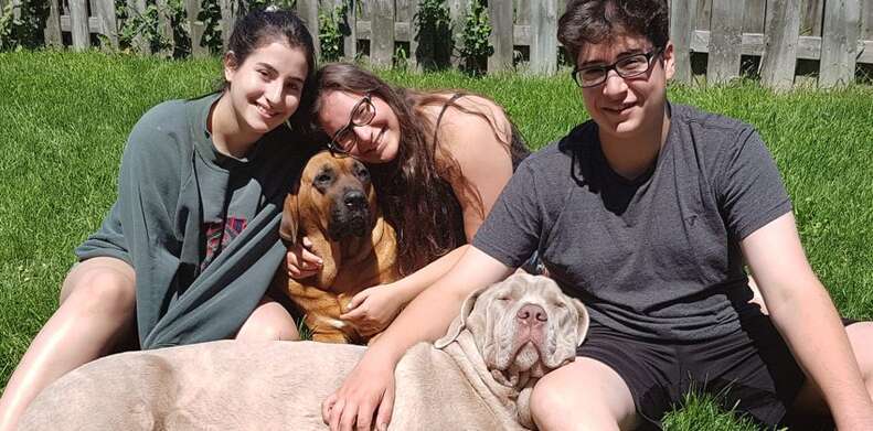 Rescued mastiff dogs with their family