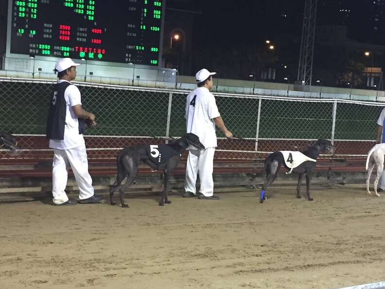 Racing greyhounds at the Canidrome track in Asia