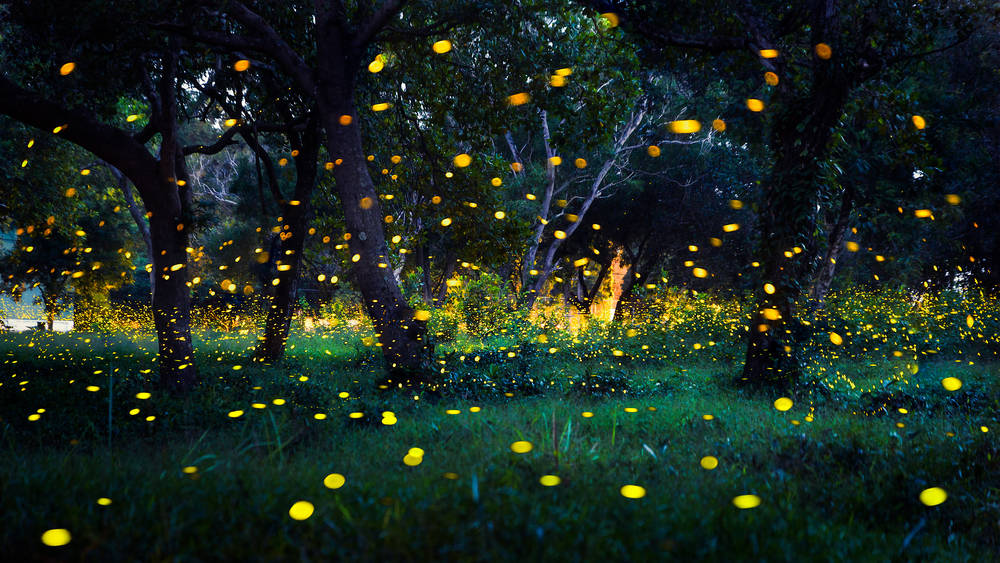 Fireflies: How And Why They Light Up - The Dodo