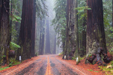 Redwood National and State Parks