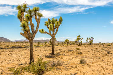 Joshua Tree National Park