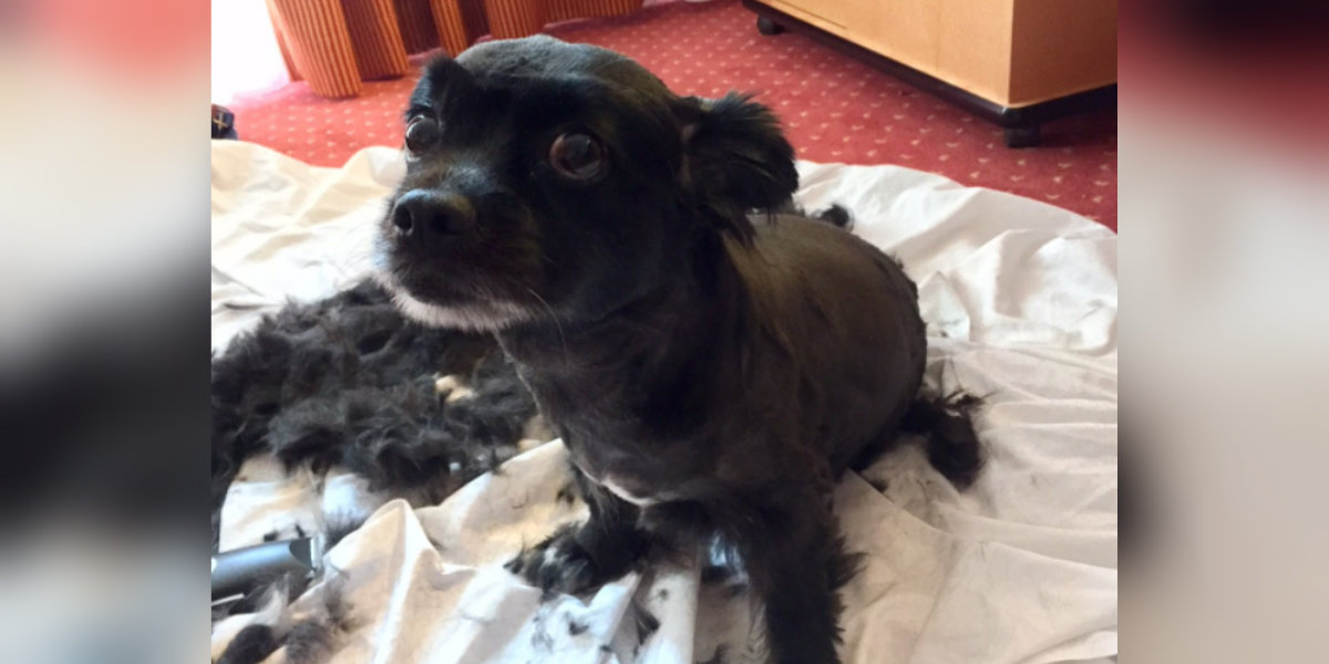 Is Shaving Dogs In The Summer Safe? The Dodo