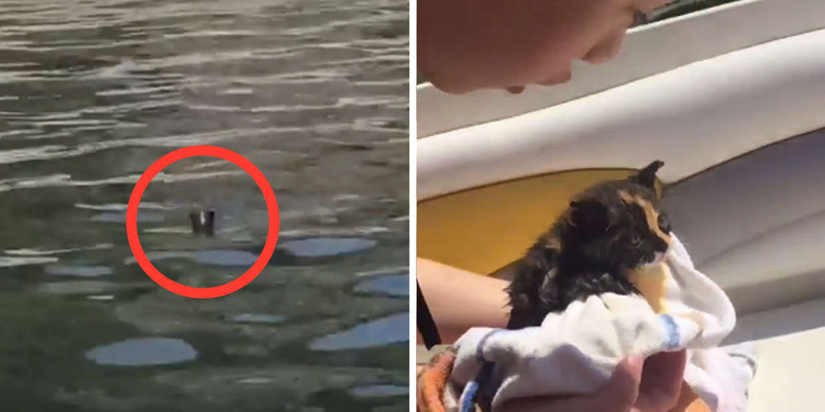 Castaway Kitten Rescued After Boaters Hear Her Cries For Help - The Dodo