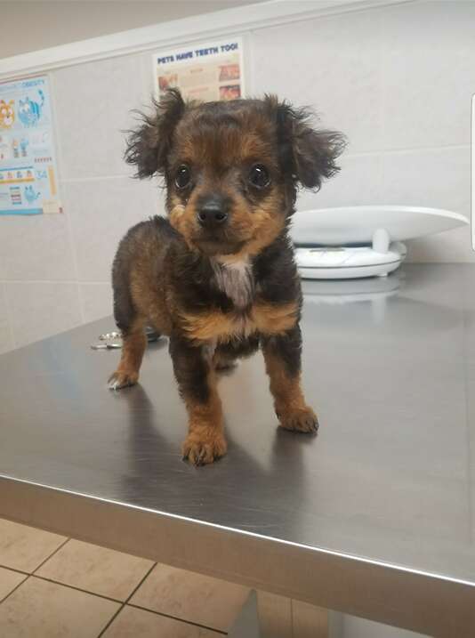Rescued puppy at vet