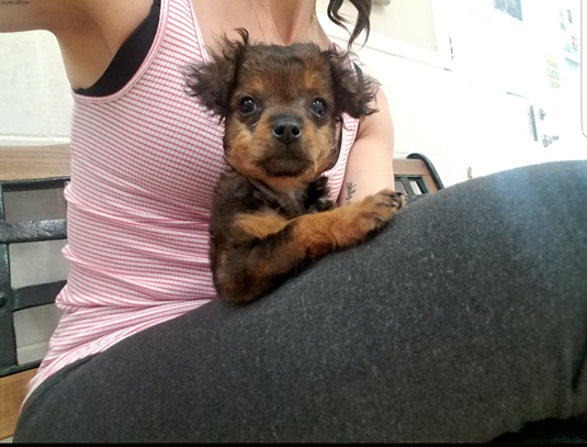 Paralyzed' Puppy Was Going To Be Euthanized - The Dodo