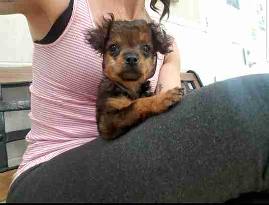 Woman holding rescued puppy