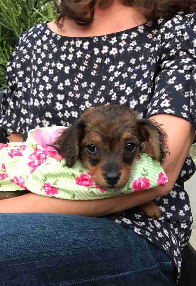 Woman holding rescued puppy