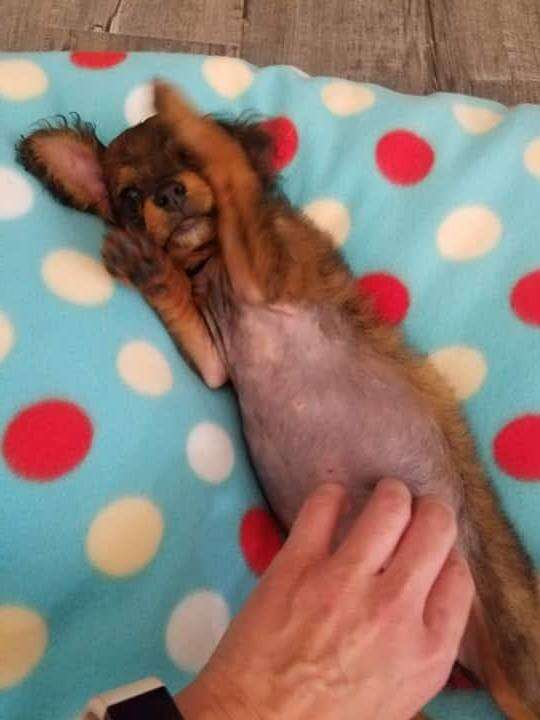 Rescued puppy getting a belly rub