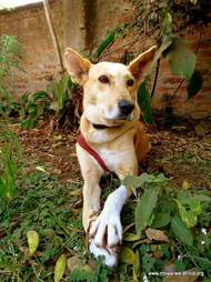 Rescued street dog
