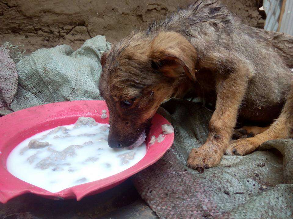Starving puppy eating