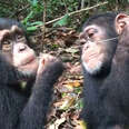 Baby Chimps Are Growing Up Together