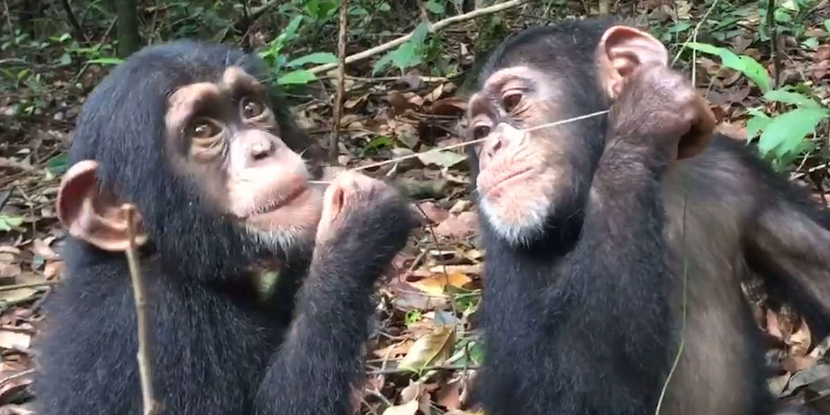 Baby Chimps Are Growing Up Together Videos The Dodo