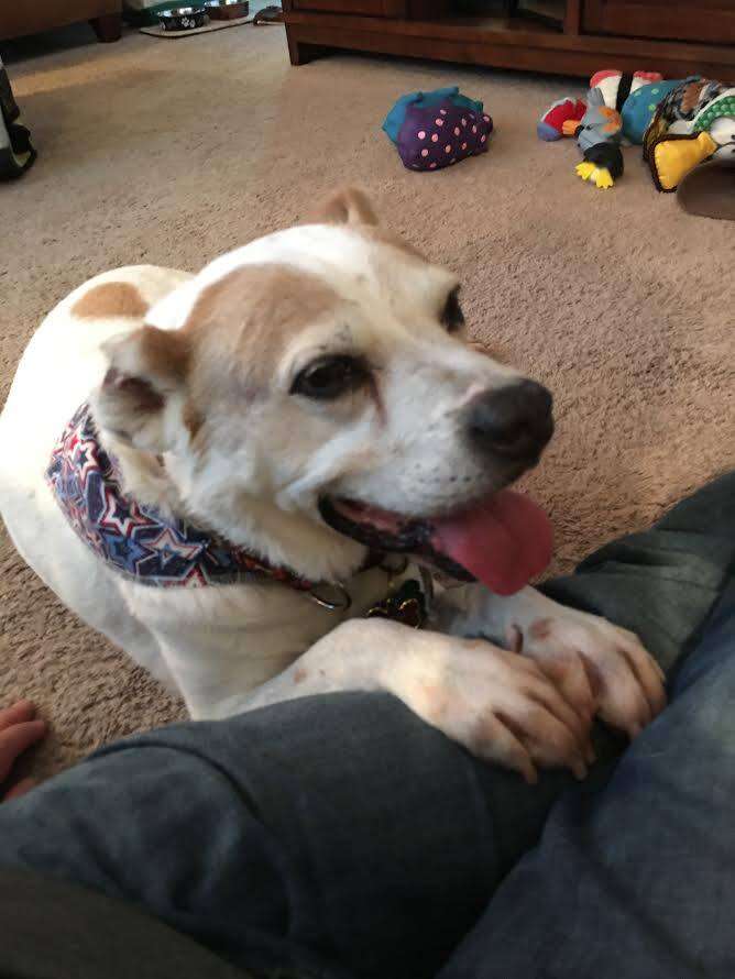 Senior rescue dog