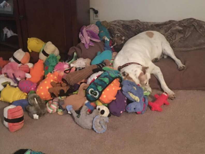 senior rescue dog with hundreds of toys