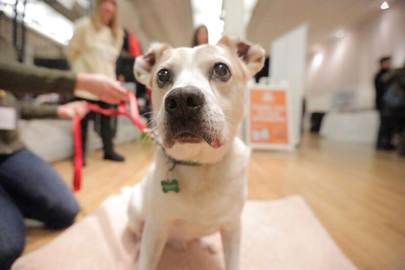 senior dog saved from abuse and neglect