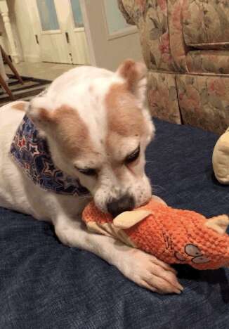 senior rescue dog plays with toys