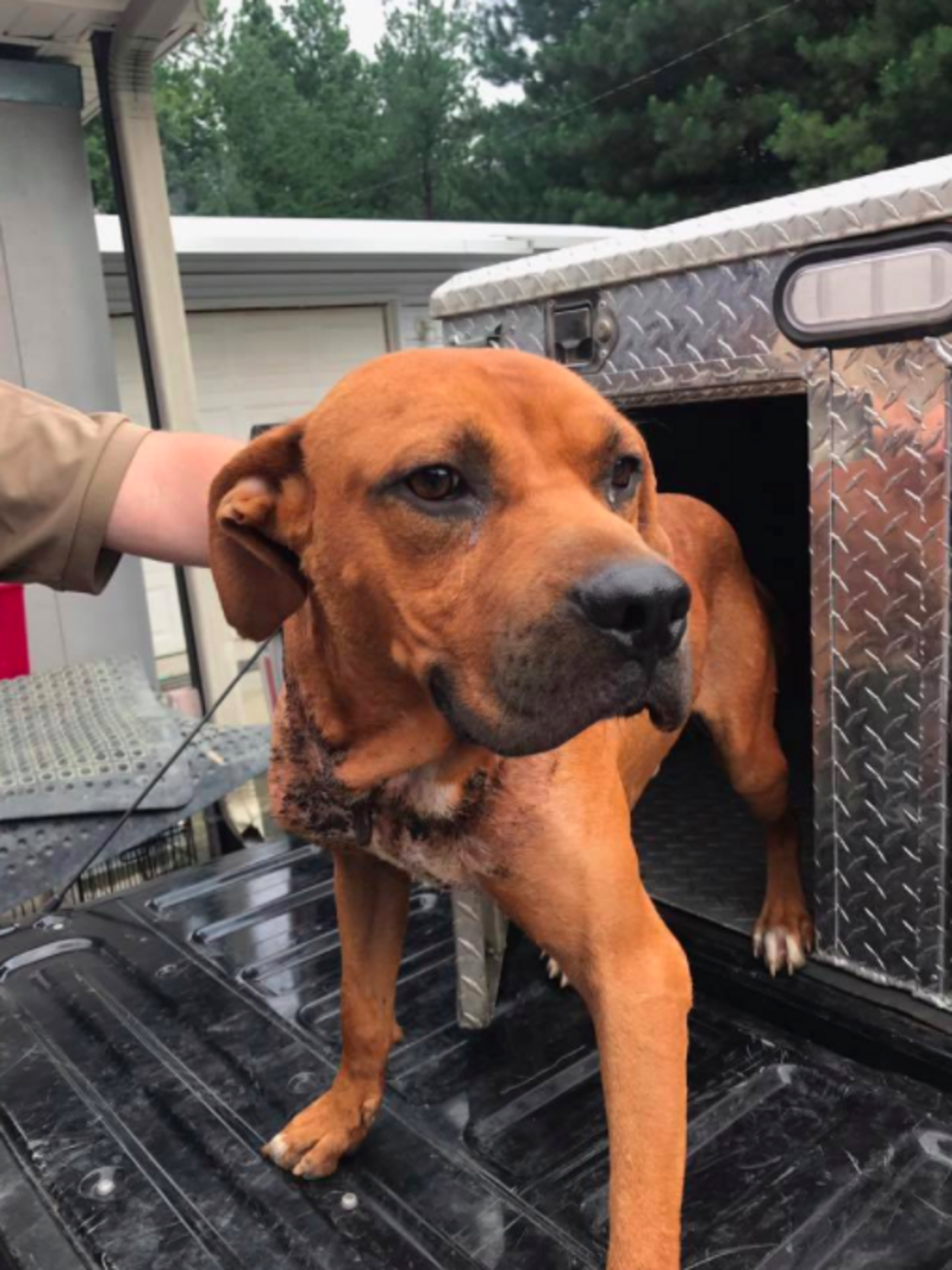 Dog Chained Up His Whole Life Has Chain Embedded In His Neck The Dodo