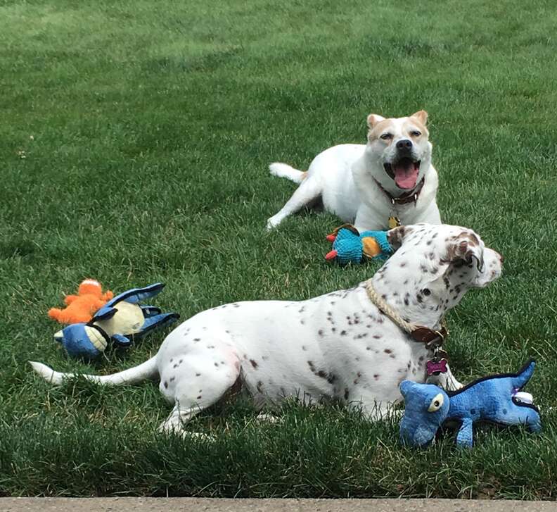 senior dog in yard with friend and toys