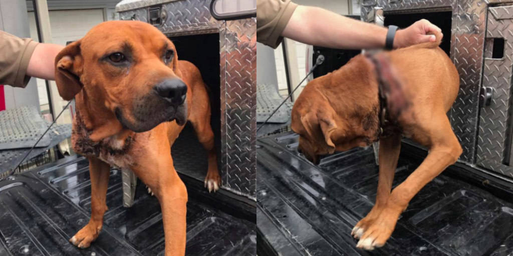 Rescuers treat dog found with embedded collar