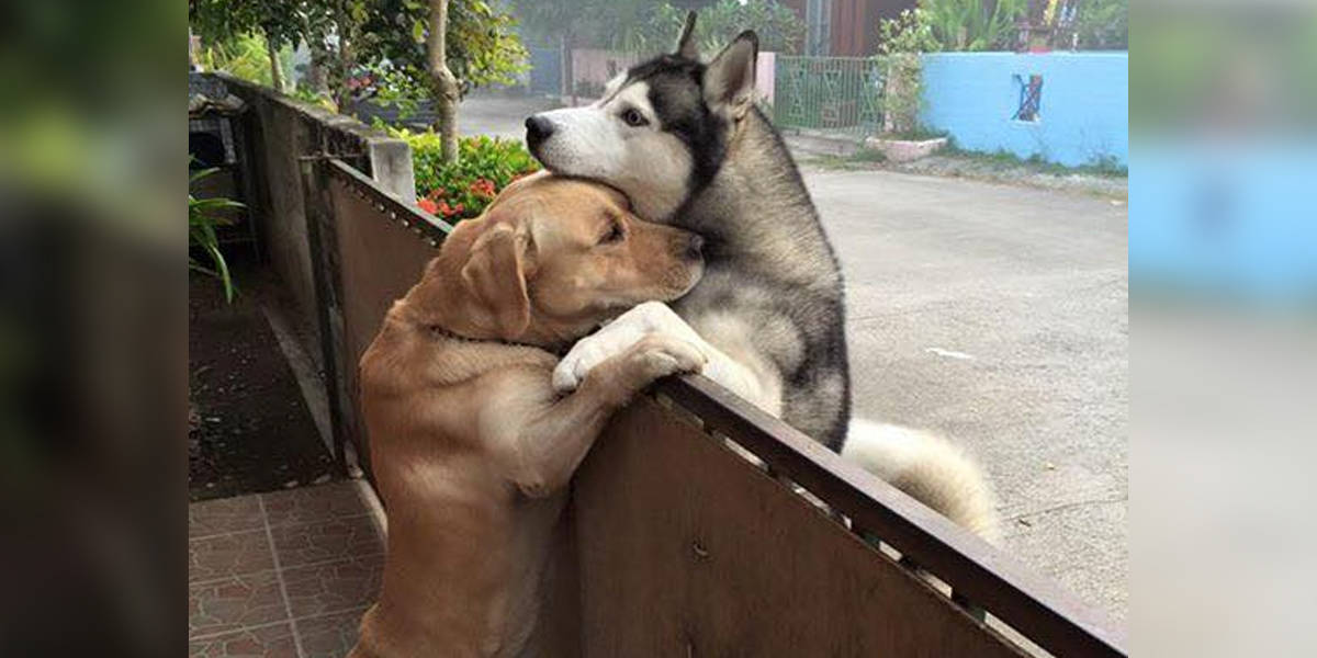 Lonely Dog Escapes Yard To Get A Hug From His Best Friend - The Dodo