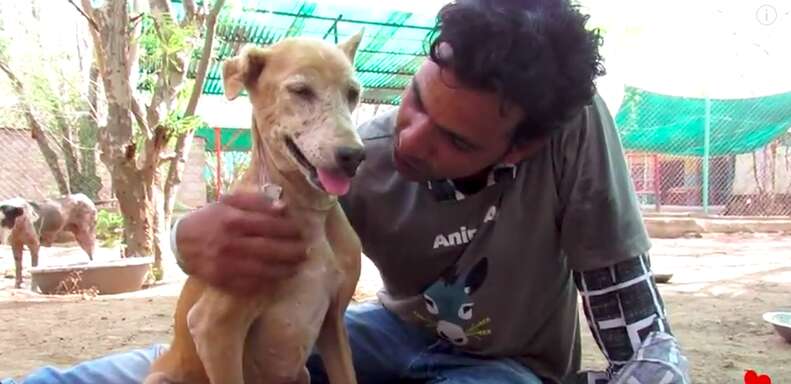 sick senior street dog