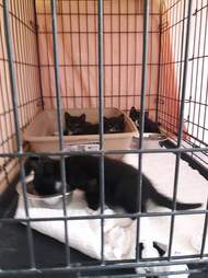 Rescued kittens in crate