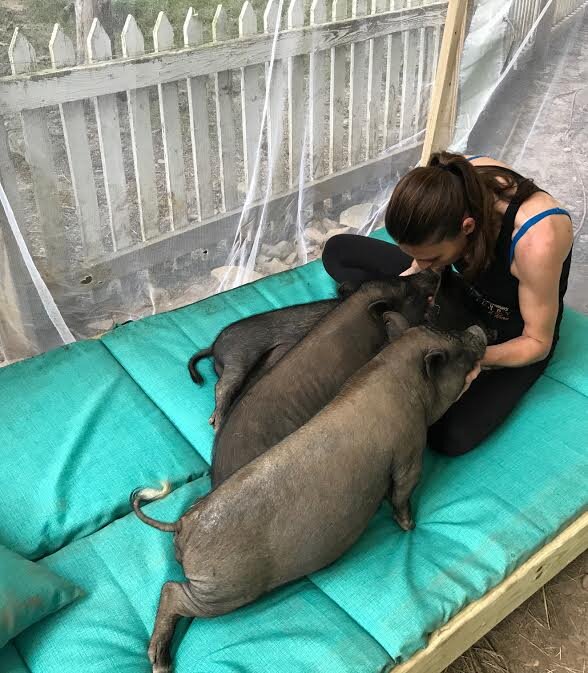 Pigs Rescued From Auction Get Their Very Own Daybed - The Dodo