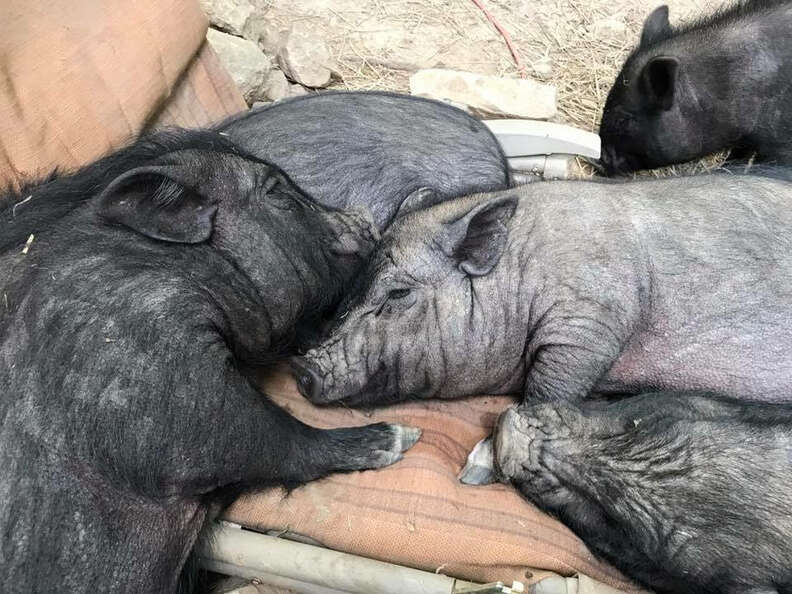 Retared Pigs Pigs Rescued From Auction Get Their Very Own Daybed - The Dodo