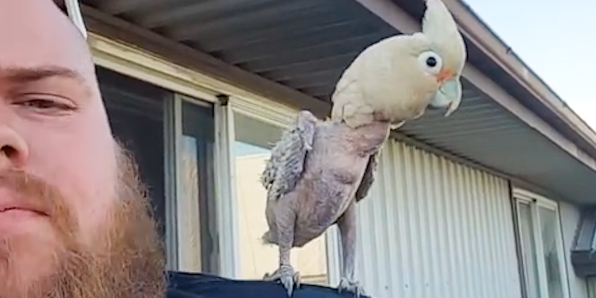 Cockatoo Loves To Dance With His Dad Videos The Dodo