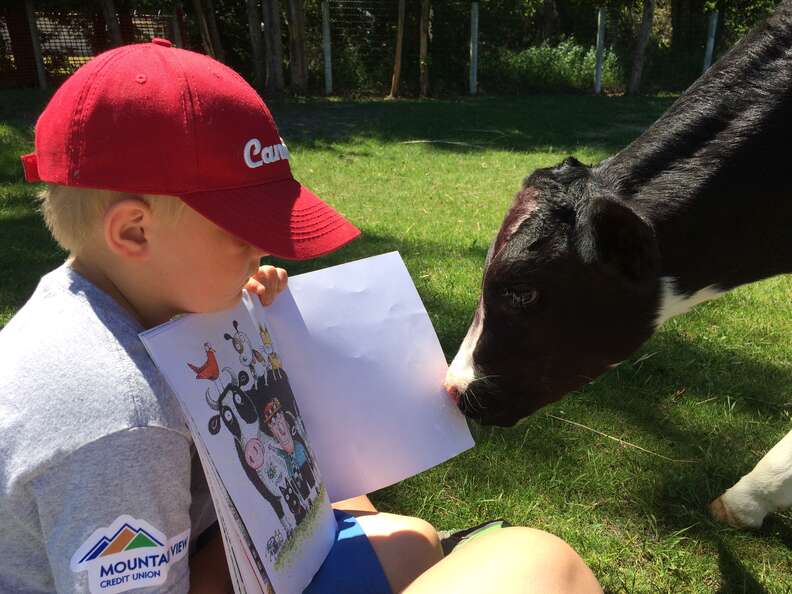 Boy reads to cow saved from slaughter