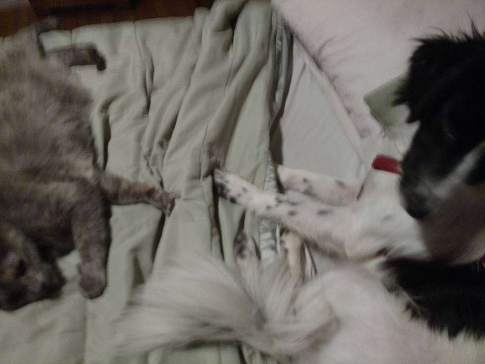15 year old cat