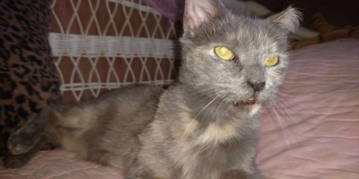 best filter media for freshwater aquarium