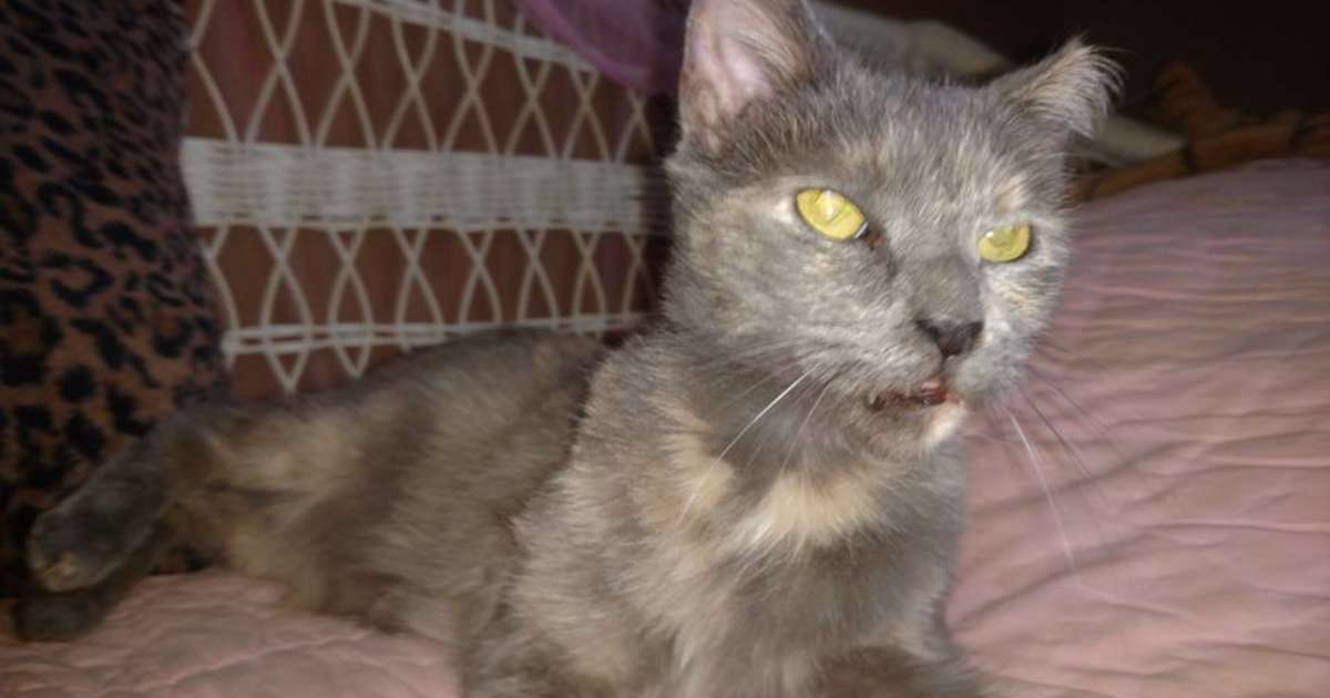 adopting a 5 year old cat