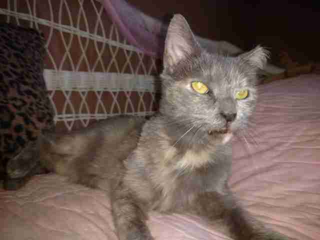 15 Year Old Cat Adopted After 5 Years In Shelter The Dodo