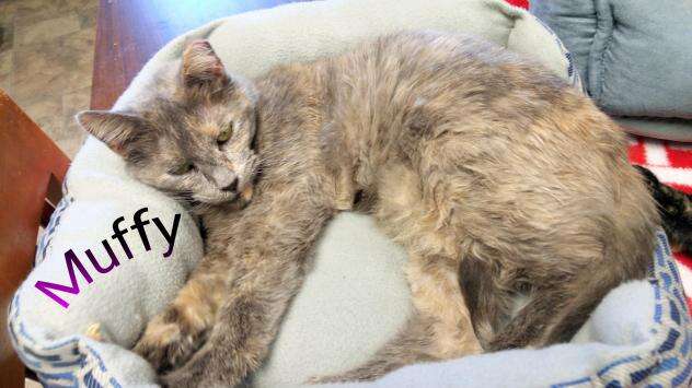 15 year old cat adopted