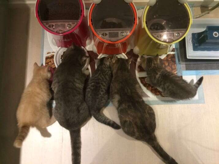 Dad's cat food clearance