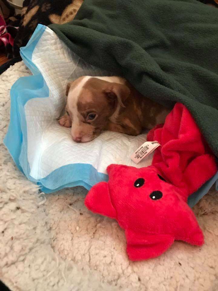 Rescue puppy in bed