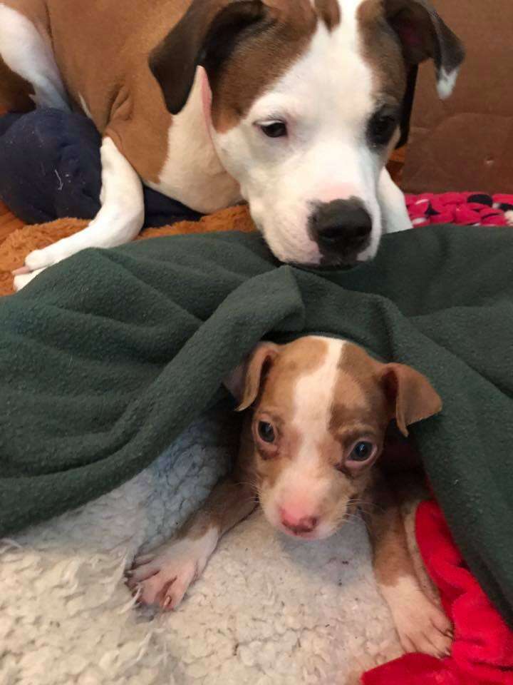 Rescue dog looking after foster puppy