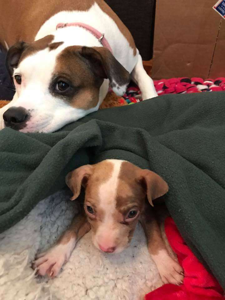 Dog looking after foster puppy