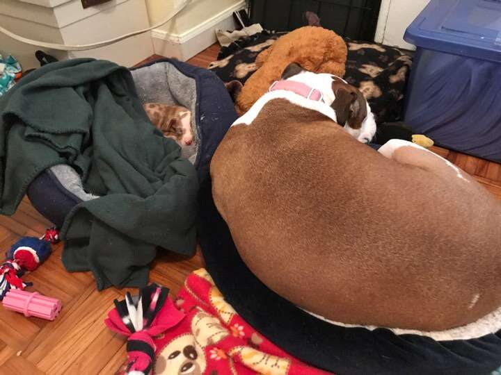 Dog sleeping next to foster puppy