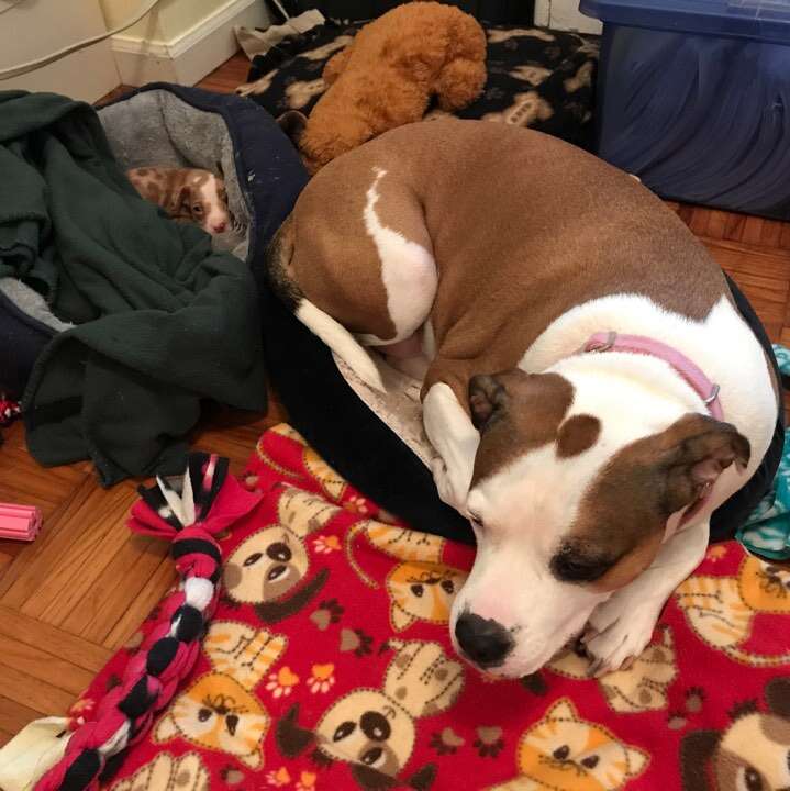 Dog sleeping next to foster puppy